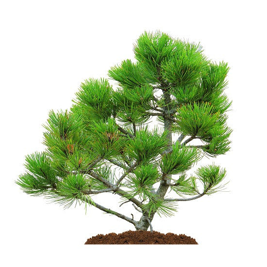 Austrian Pine