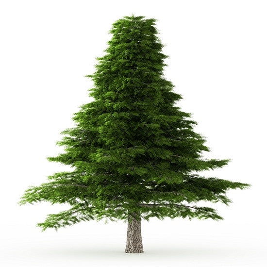 Cedar