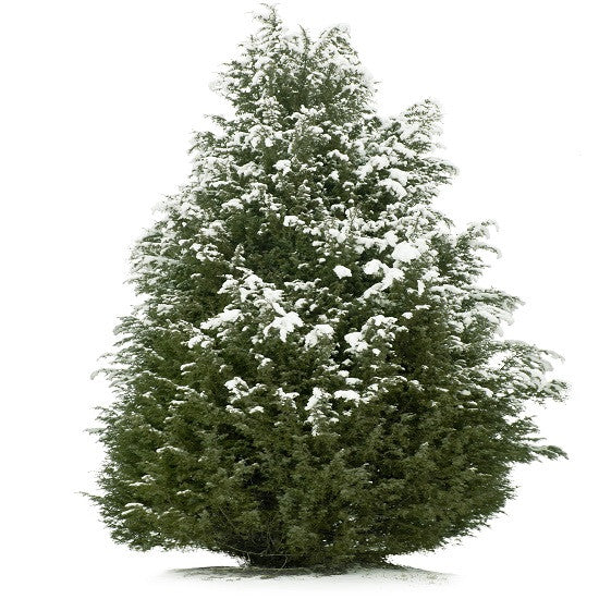 Colorado Blue Spruce