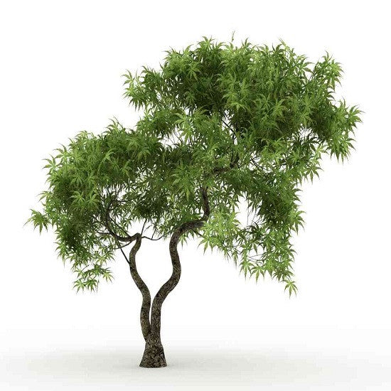 Japanese Green Maple