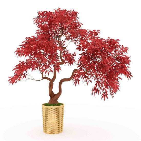 Japanese Red Maple