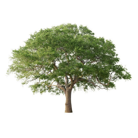 Red Oak