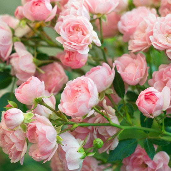 Rose Bush - Pink Double Knock out
