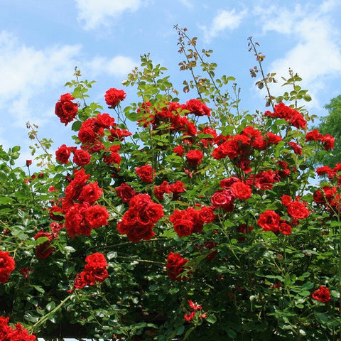 Rose Bush - Red Double Knock out