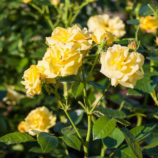 Rose Bush - Yellow Double Knock out